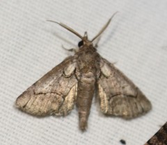 Paectes abrostolella