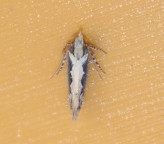 Ornativalva erubescens