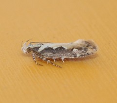 Ornativalva erubescens