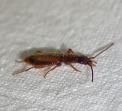 Polistichus connexus