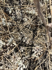 Antennaria microphylla
