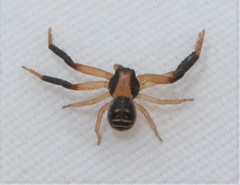 Xysticus texanus