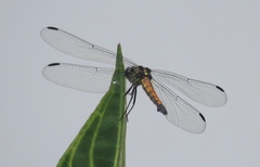 Cannaphila