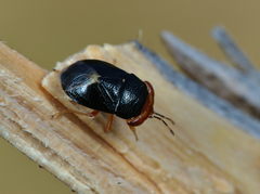 Geocoris erythrocephalus