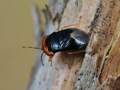 Geocoris erythrocephalus