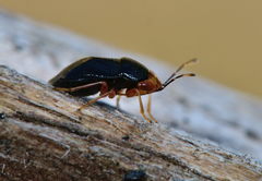 Geocoris erythrocephalus