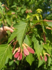 Acer tataricum