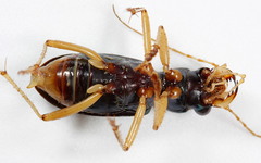 Tetracha virginica