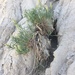 Artemisia longifolia - Photo (c) Amie Enns, μερικά δικαιώματα διατηρούνται (CC BY-NC), uploaded by Amie Enns