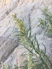 Artemisia longifolia