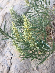 Artemisia longifolia
