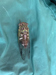Neotibicen latifasciatus