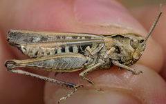 Omocestus haemorrhoidalis