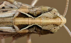Omocestus haemorrhoidalis