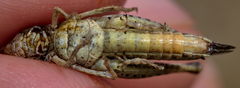 Omocestus haemorrhoidalis