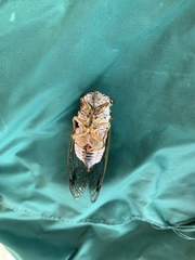 Neotibicen latifasciatus