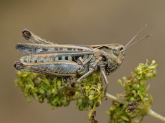 Omocestus haemorrhoidalis