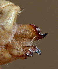 Omocestus haemorrhoidalis