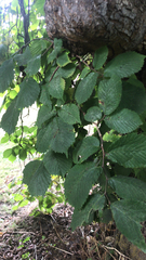 Ulmus glabra camperdownii