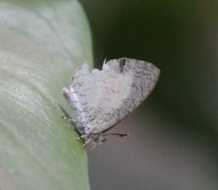 Spalgis lemolea lemolea