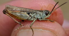 Omocestus haemorrhoidalis