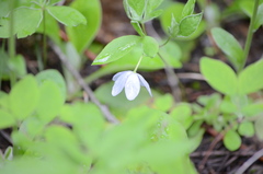 Anemonoides quinquefolia
