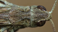Omocestus haemorrhoidalis