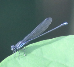 Argia indicatrix