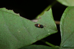 Horistonotus curiatus