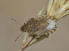 Sciocoris macrocephalus