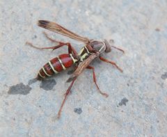 Polistes fastidiosus