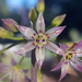 Amerallium - Photo (c) Alex Abair, some rights reserved (CC BY-NC), uploaded by Alex Abair