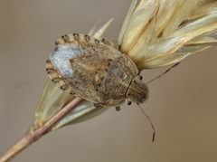 Sciocoris macrocephalus