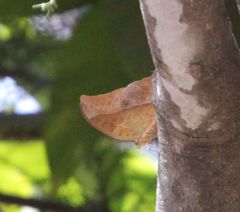 Charaxes varanes vologeses
