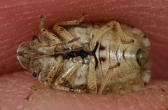 Sciocoris macrocephalus