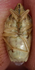 Aelia rostrata