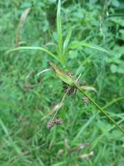 Scirpus polyphyllus