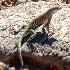 Cophosaurus texanus scitulus