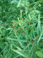 Scirpus polyphyllus