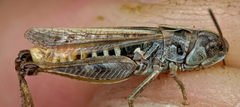 Omocestus haemorrhoidalis