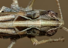 Omocestus haemorrhoidalis