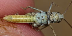 Omocestus haemorrhoidalis
