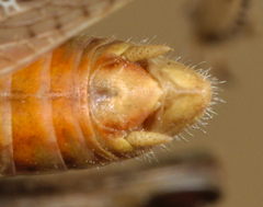 Omocestus haemorrhoidalis