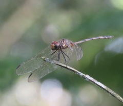 Dythemis sterilis