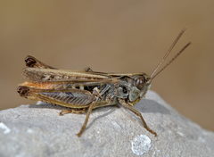 Omocestus haemorrhoidalis