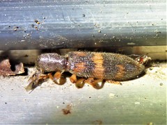 Cymatodera undulata