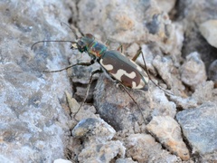 Cicindela willistoni