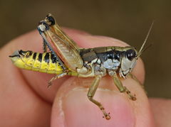 Podisma amedegnatoae