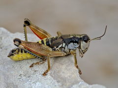 Podisma amedegnatoae