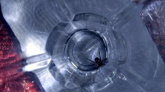 Theridiidae